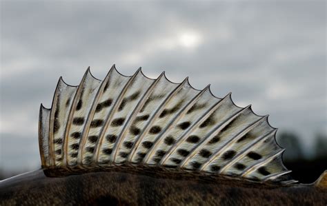 fish dorsal fin